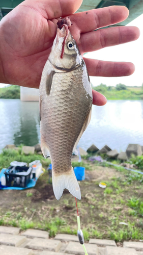 ギンブナの釣果