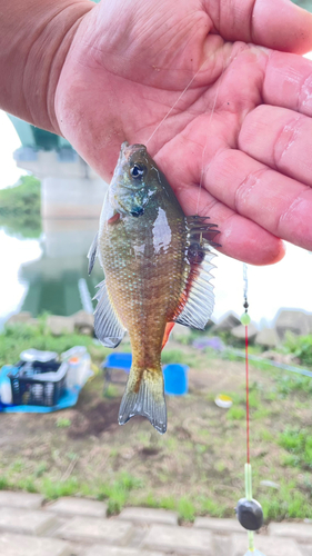 ブルーギルの釣果