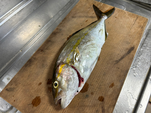 ショゴの釣果