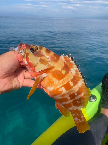 アカハタの釣果