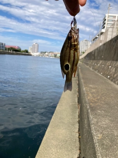 クロホシフエダイの釣果