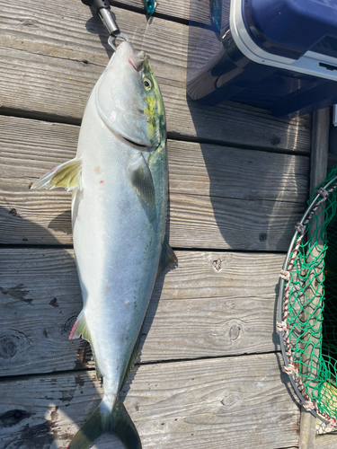 ブリの釣果