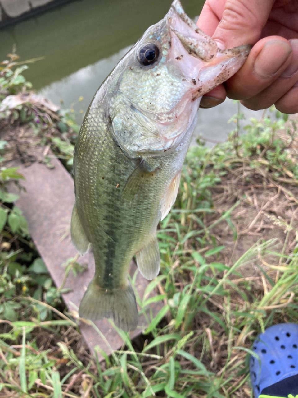 ラージマウスバス