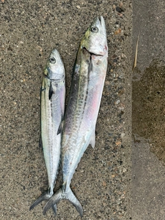 サゴシの釣果