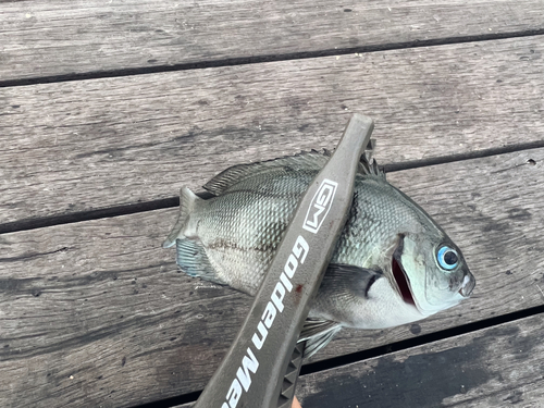 メジナの釣果