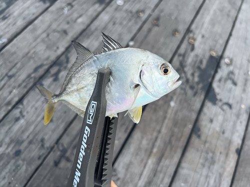 メッキの釣果