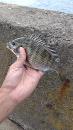 イシダイの釣果