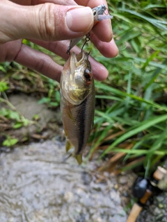 カワムツの釣果