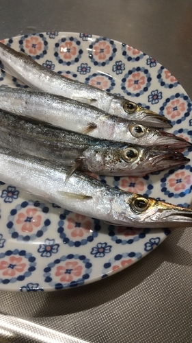 カマスの釣果