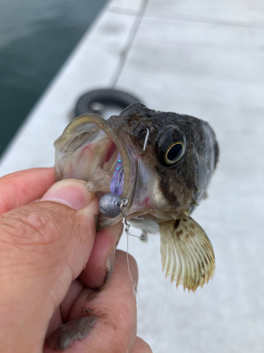 クロソイの釣果