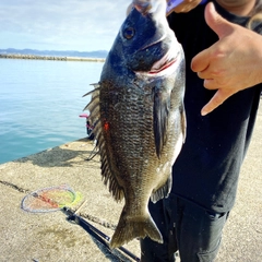 クロダイの釣果