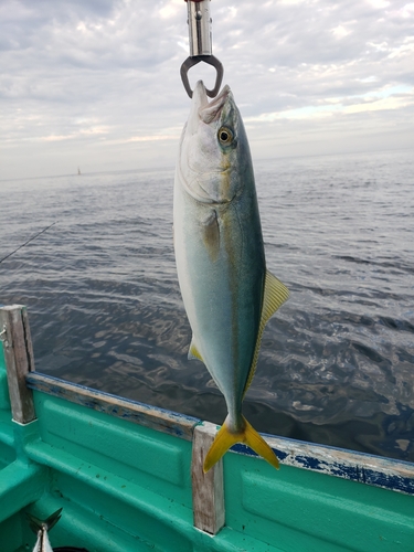 イナダの釣果