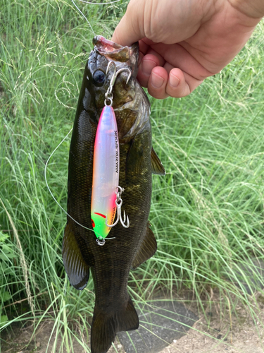 スモールマウスバスの釣果