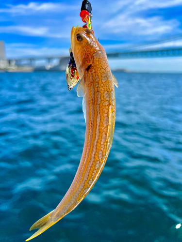 エソの釣果