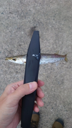 カマスの釣果