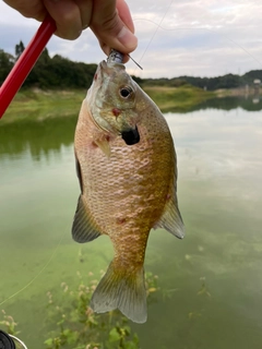 ブルーギルの釣果