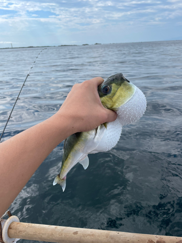 クロサバフグの釣果