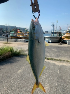 ツバスの釣果