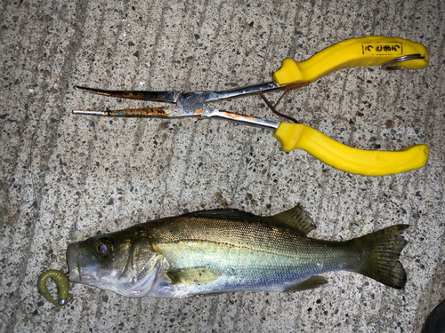 セイゴ（マルスズキ）の釣果