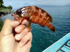 オオモンハタの釣果