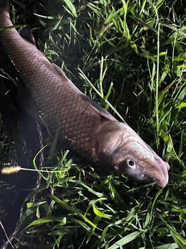 ニゴイの釣果