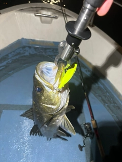 シーバスの釣果