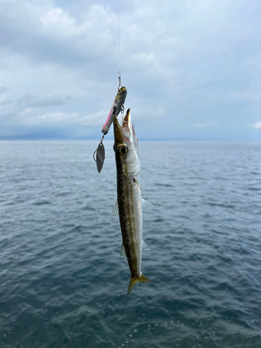 カマスの釣果