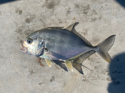 メッキの釣果