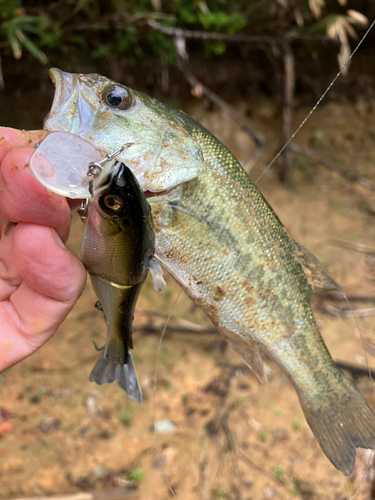 ラージマウスバスの釣果