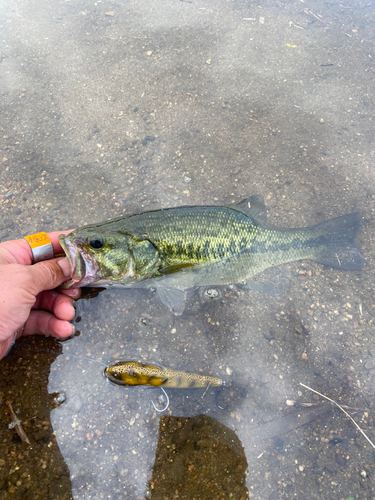 ラージマウスバスの釣果