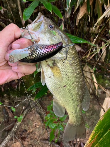 ラージマウスバスの釣果