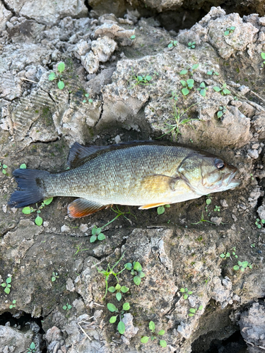 スモールマウスバスの釣果