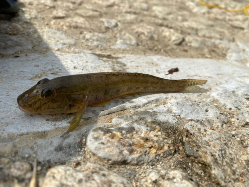 マハゼの釣果