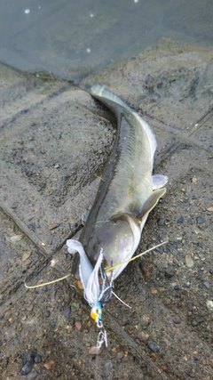 ナマズの釣果