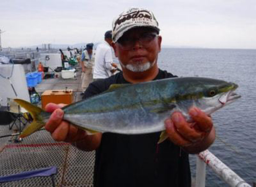 ハマチの釣果