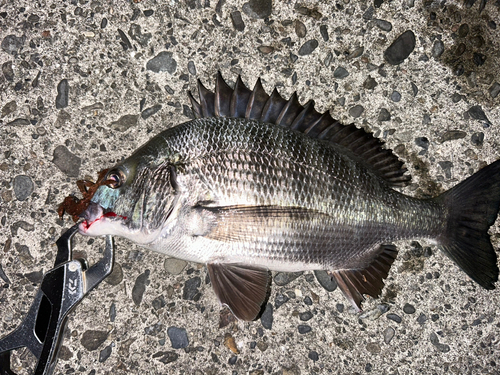 クロダイの釣果