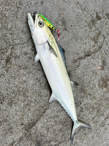 舞鶴親海公園