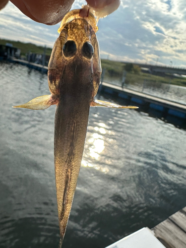 ハゼの釣果