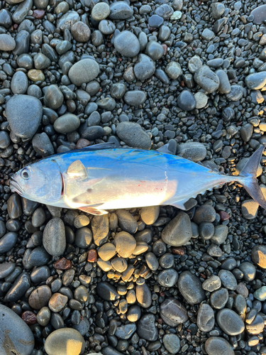 スマガツオの釣果