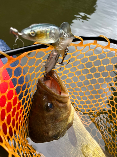 ブラックバスの釣果