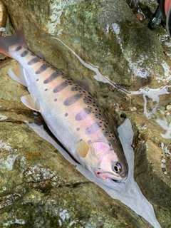 ヤマメの釣果