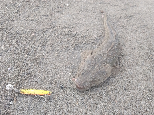 マゴチの釣果