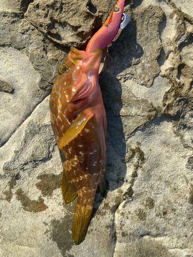 アコウの釣果