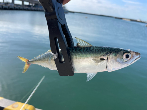 サバの釣果