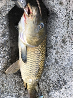 コイの釣果