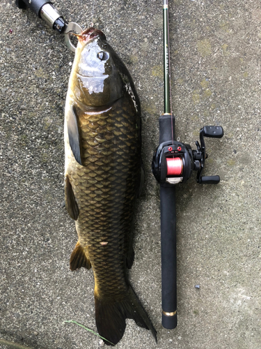 コイの釣果