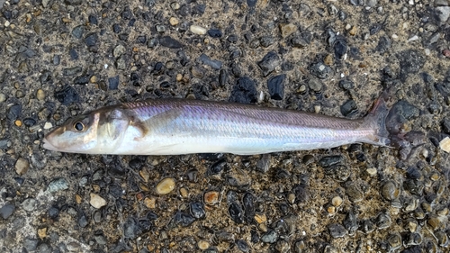 キスの釣果