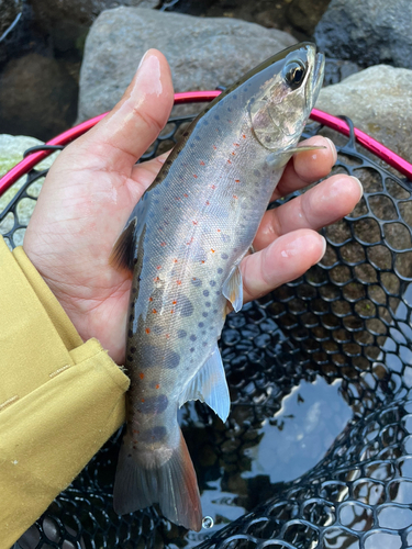 アマゴの釣果