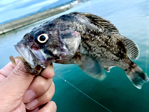 クロソイの釣果