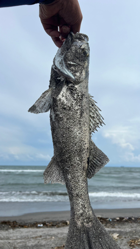 ヒラスズキの釣果